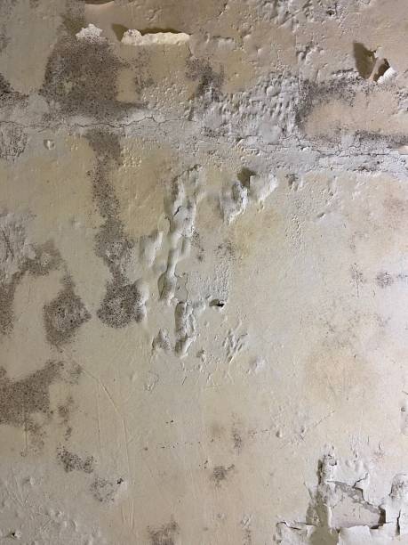 Best Kitchen Mold Remediation in South Russell, OH
