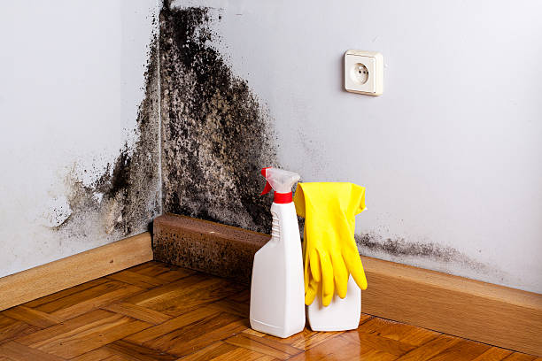 Best Black Mold Remediation in South Russell, OH